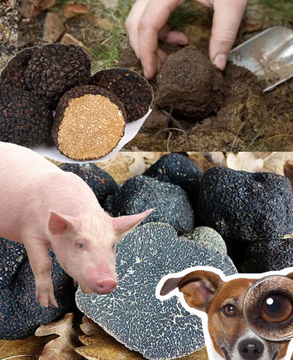 Paano makahanap ng mga itim na truffle