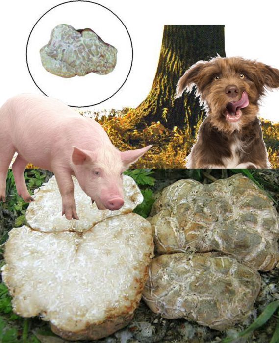Maghanap ng mga puting truffle