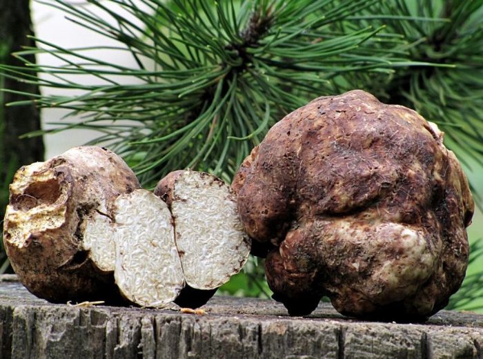 puting truffle