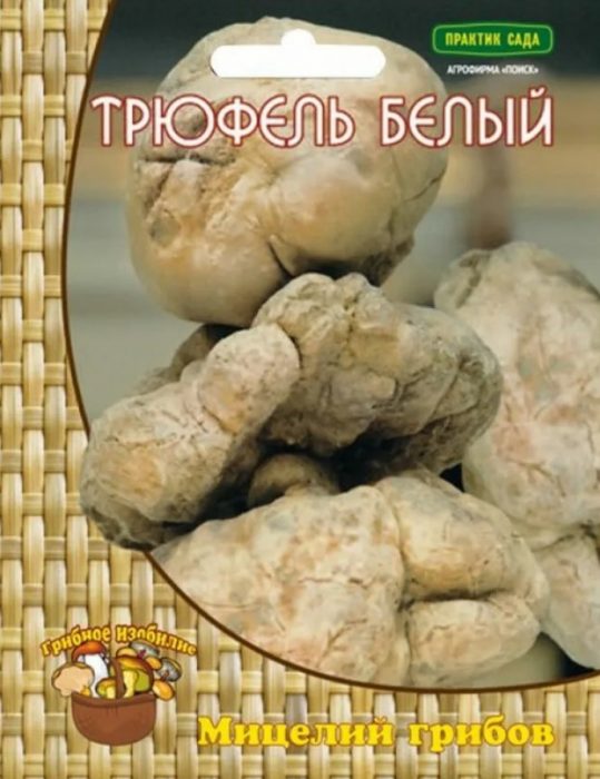 Mycelium ng puting truffle