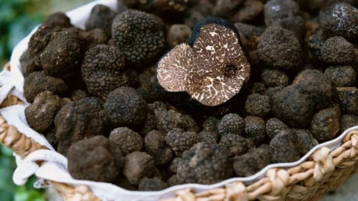 Mga benepisyo ng truffle