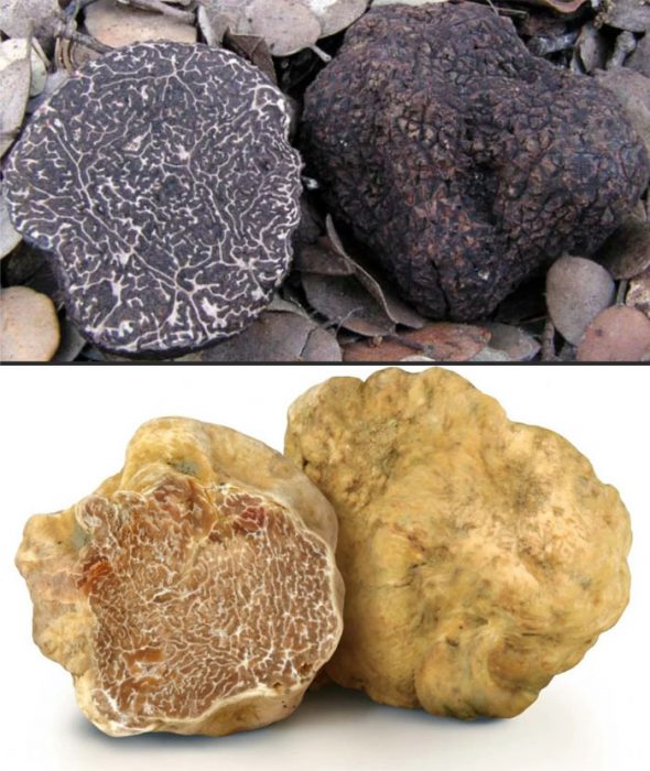 Itim at puting truffle