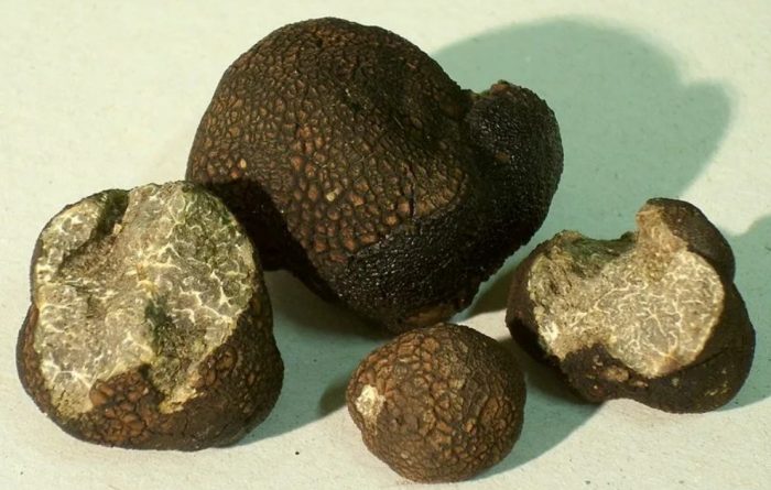 Makinis na truffle
