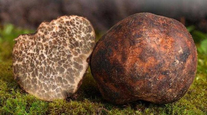 Malambot na truffle