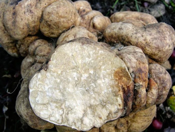 Hiniwang puting truffle