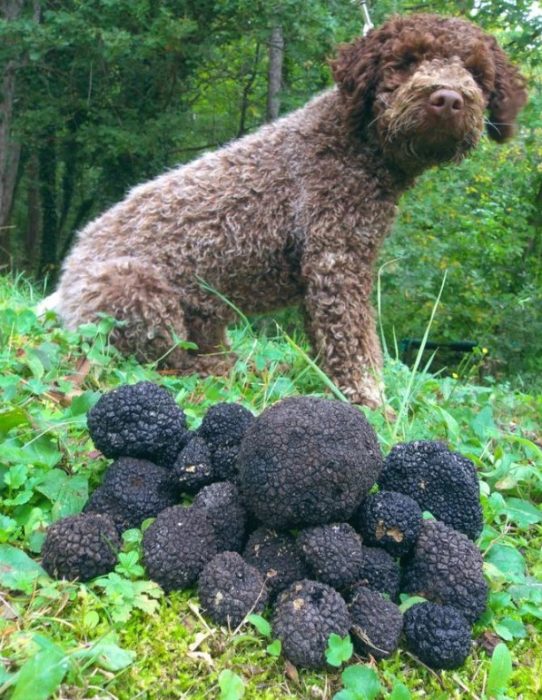 Asong nangangaso ng truffle