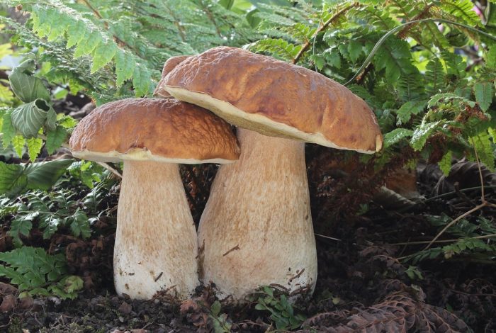 Dalawang porcini mushroom