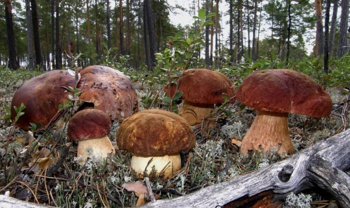 Saan tumutubo ang mga porcini mushroom?