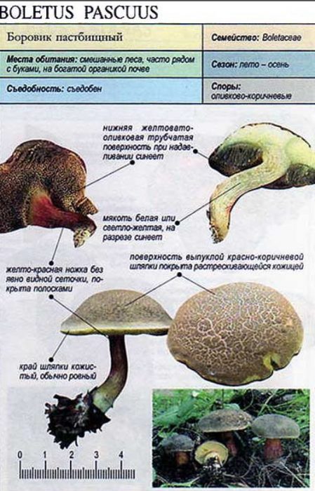 Paglalarawan ng pagpapastol ng boletus