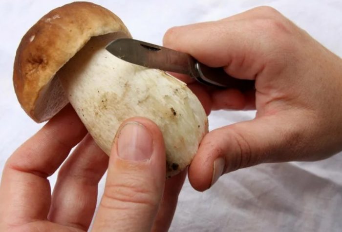 Paano linisin ang mga porcini mushroom