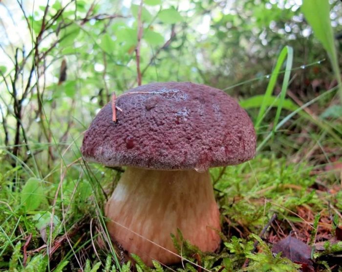 Pinong boletus