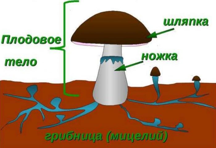 Ang istraktura ng isang porcini mushroom