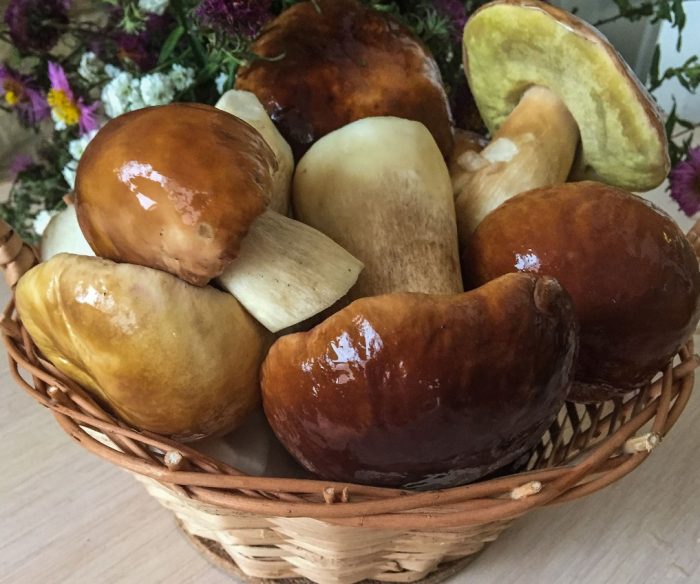 Mga hinugasan na porcini mushroom