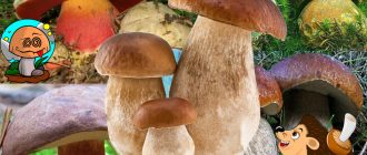 Wit en boletus