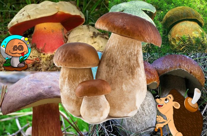 Puti at boletus