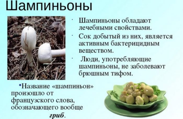 Paglalarawan ng mga champignon