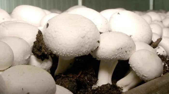 Pagtatanim ng mga champignon