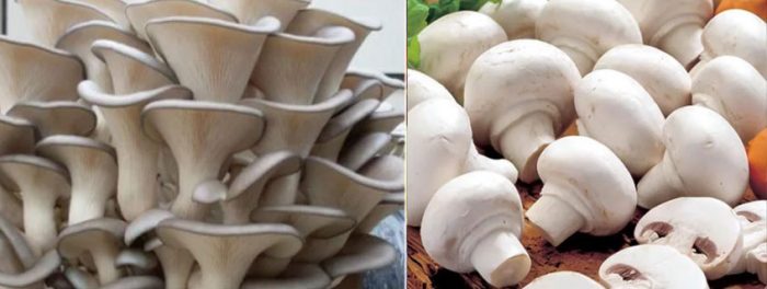 Mga kabute at champignon na may talaba