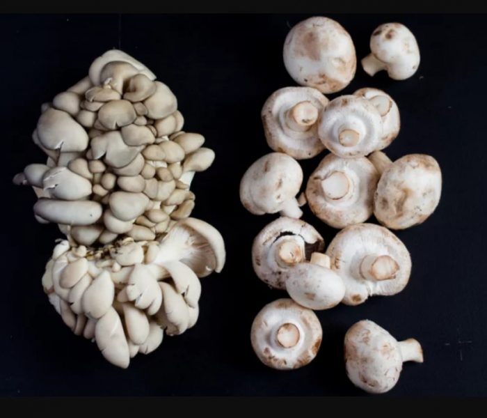 Mga kabute at champignon na may talaba