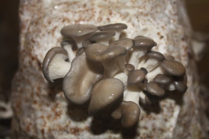 Substrate para sa pagtatanim ng mga kabute ng talaba