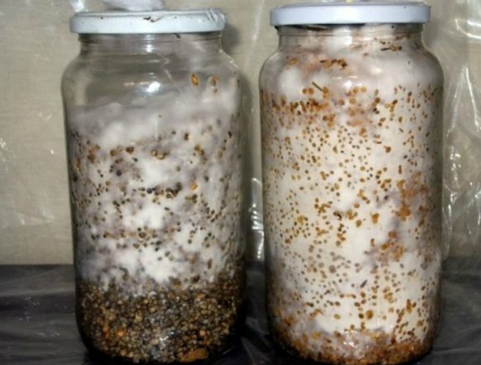 Mycelium ng butil