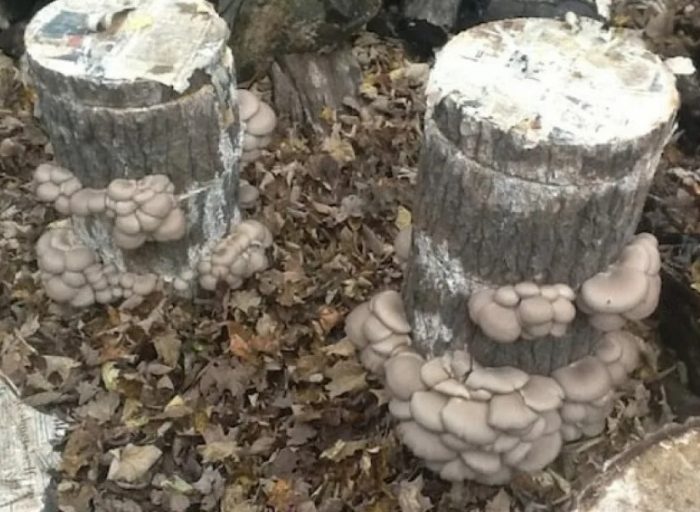 Pagtatanim ng mga oyster mushroom sa mga tuod