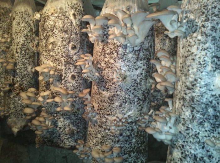 Paano magtanim ng mga kabute ng talaba