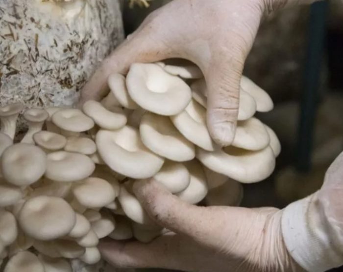 Pag-aani ng kabute ng talaba