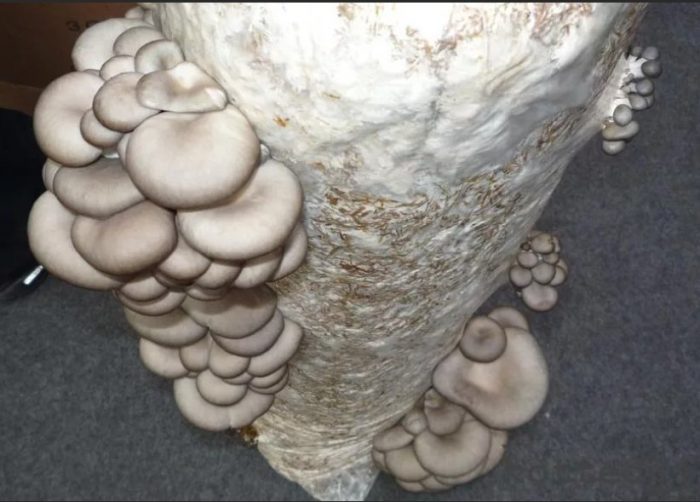 Mga kabute ng talaba sa mga supot