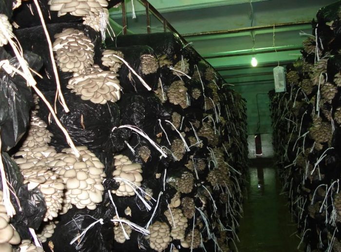 Pagtatanim ng mga kabute ng talaba sa loob ng bahay