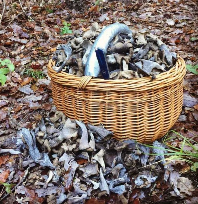 Itim na chanterelles sa isang basket