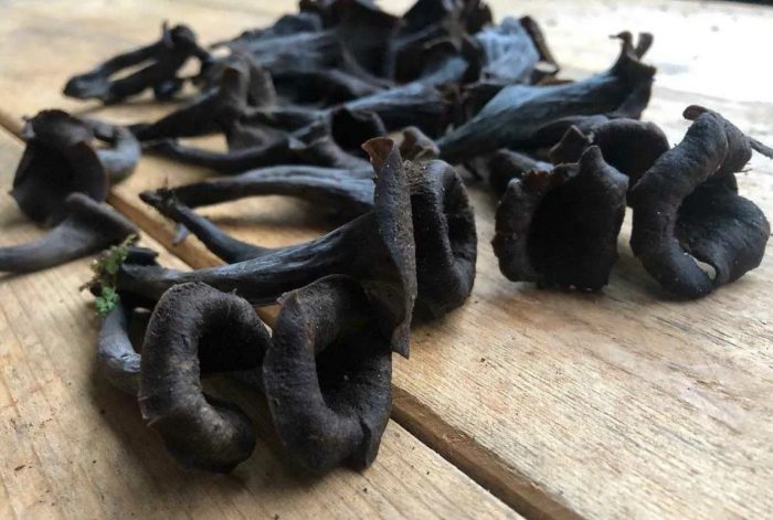 Purong itim na chanterelles