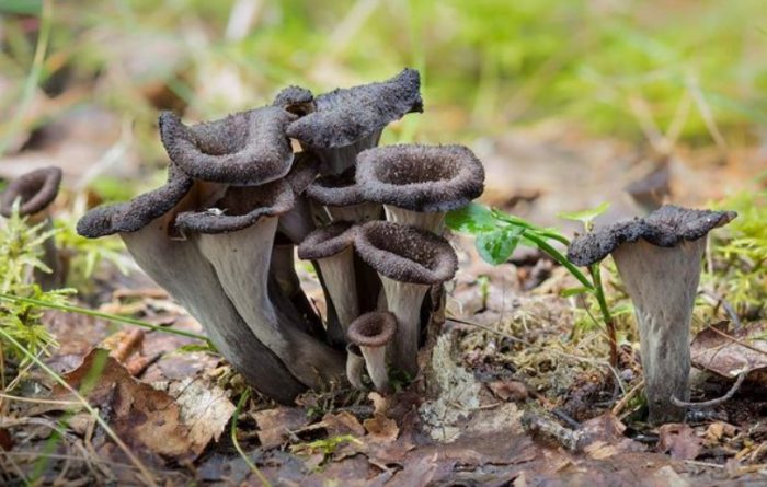 Itim na chanterelles sa kagubatan