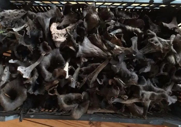 Pagpapatuyo ng mga itim na chanterelles