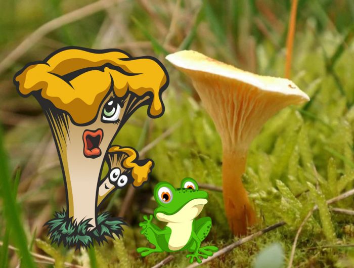 Chanterelle at maling chanterelle