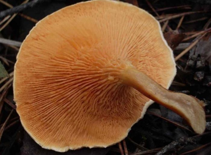 Tangkay ng maling chanterelle