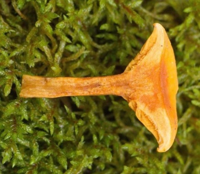 Maling sapal ng chanterelle