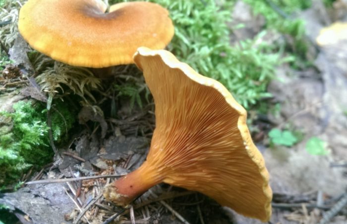 Mga plato ng maling pulang chanterelle