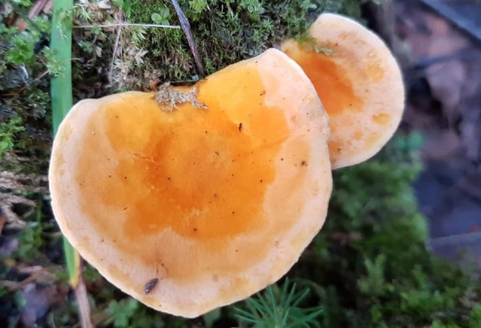 Sumbrero ng maling chanterelle