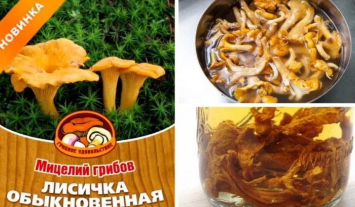 Chanterelle mycelium