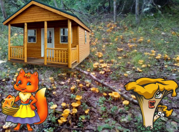 Mga Chanterelle sa dacha