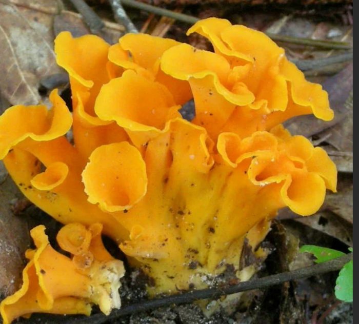 Mabangong chanterelle