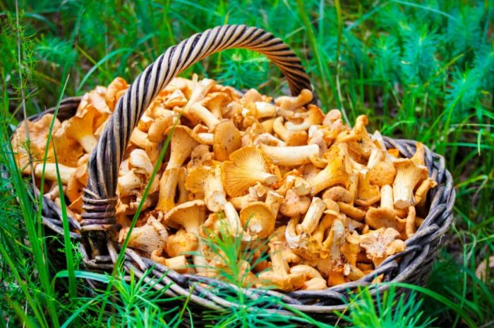 Mga Chanterelle sa isang basket