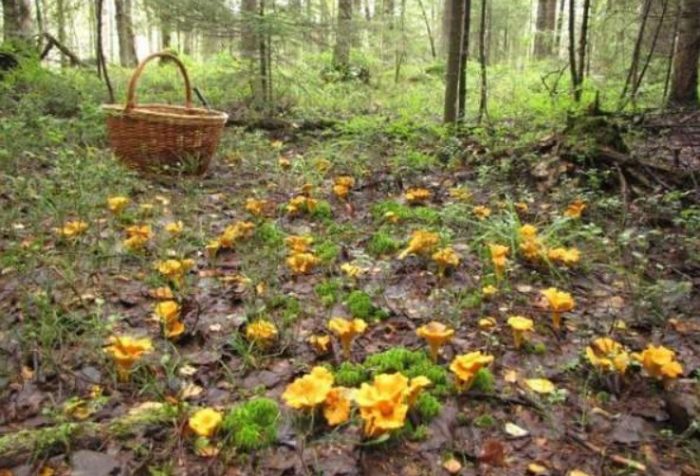 Paglago ng Chanterelle