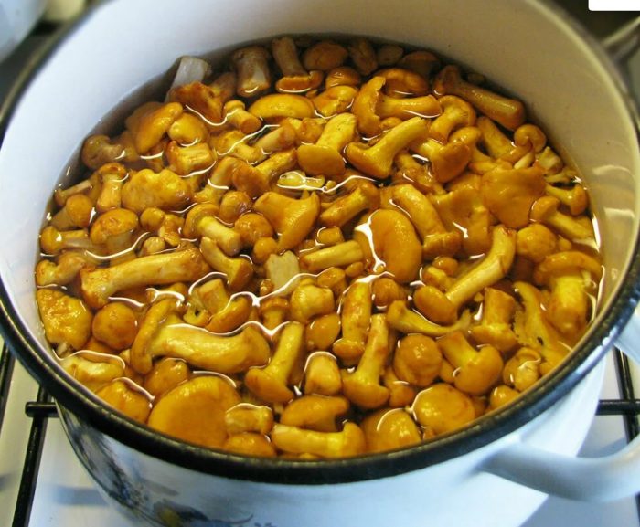 Pagluluto ng mga chanterelles sa isang kasirola