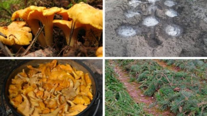 Pagbubuhos ng spore ng Chanterelle