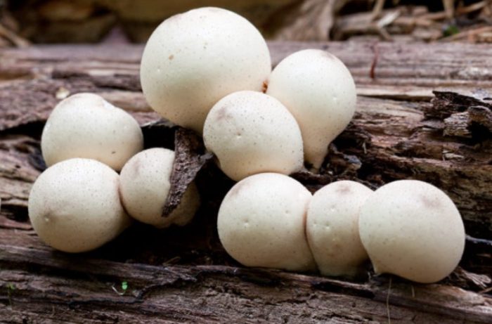 Mga kabute na puffball
