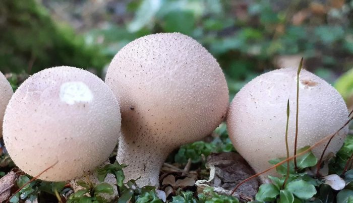 Mga kabute na puffball