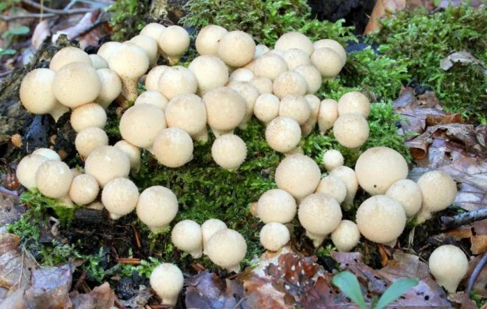 Isang puffball mushroom sa kagubatan