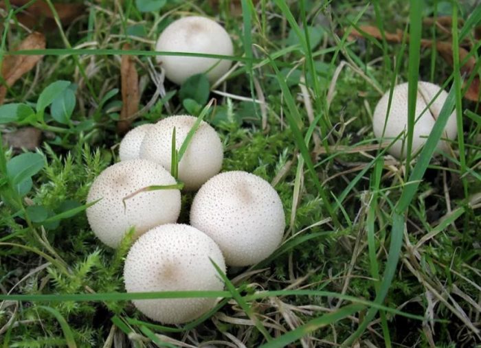 Mga kapote sa damuhan